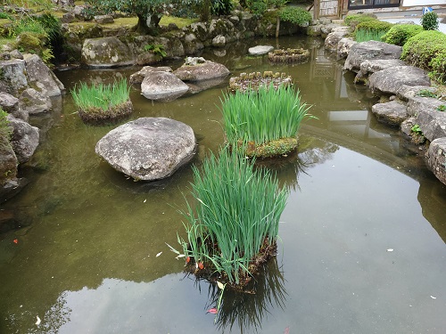 E寺の池清掃をしました。