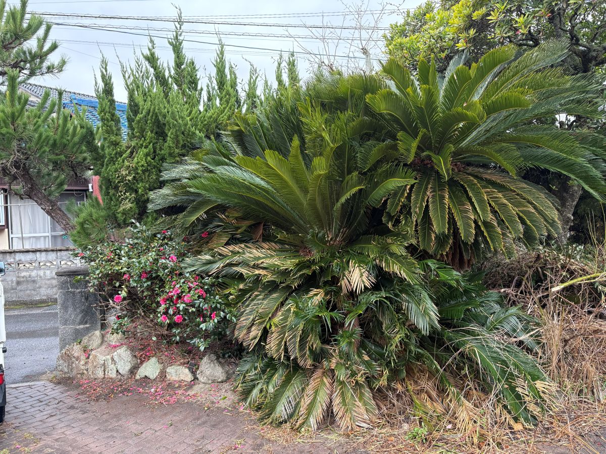 前3