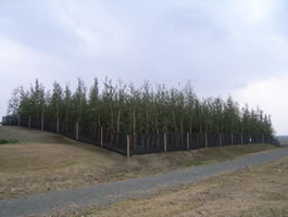 吉野ヶ里 古代の森植栽