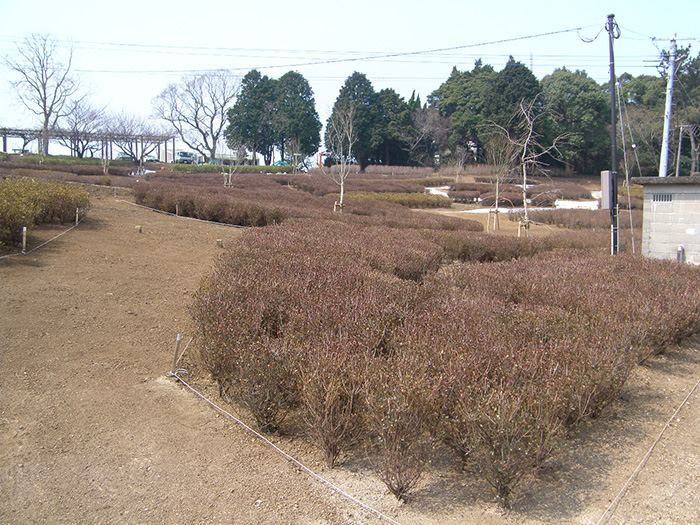 鏡山つつじ園改修工事