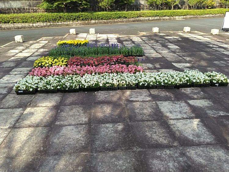 19花苗搬入