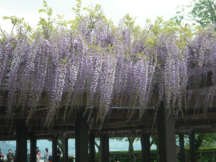 唐津城の藤の花の開花状況