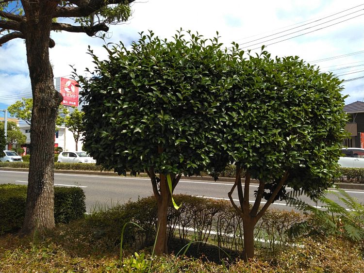 ⑰国道
