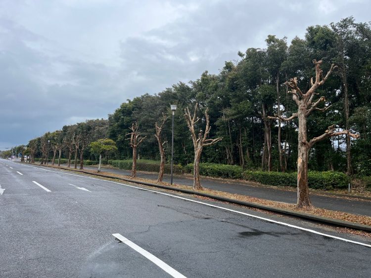 ⑯市道